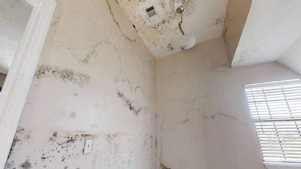 Best Mold Odor Removal Services  in Rainbow, CA