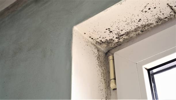 Best Indoor Air Quality Assessment  in Rainbow, CA