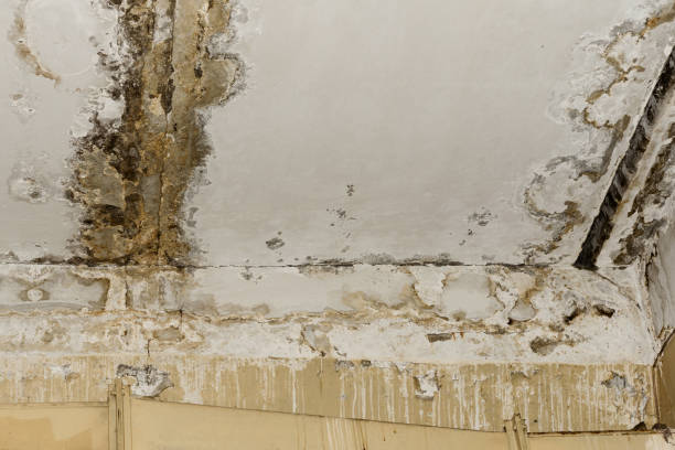 Best Crawl Space Mold Remediation  in Rainbow, CA