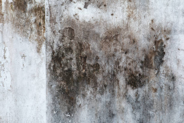 Mold Documentation for Insurance Claims in Rainbow, CA