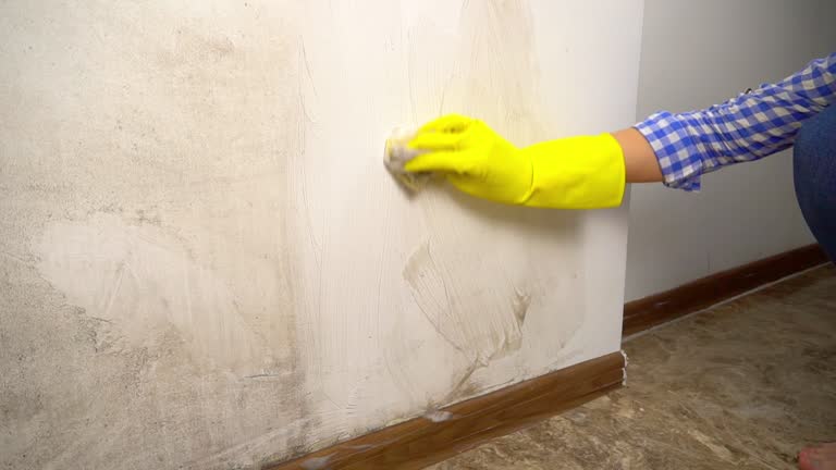 Reliable Rainbow, CA Mold Removal Solutions