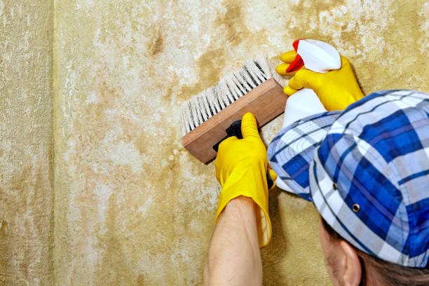 Best Water Damage & Mold Remediation  in Rainbow, CA