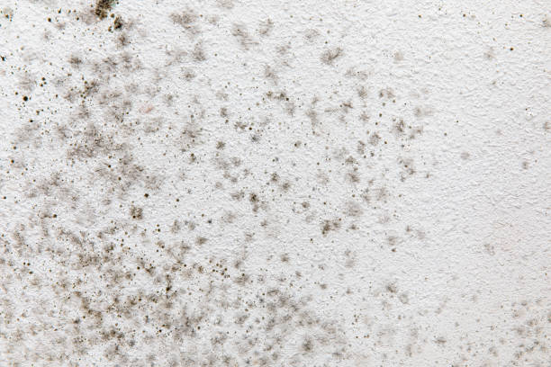 Best Comprehensive Air Testing for Mold Contaminants  in Rainbow, CA