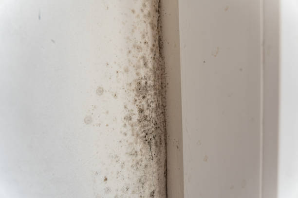 Best Post-Construction Mold Inspection  in Rainbow, CA